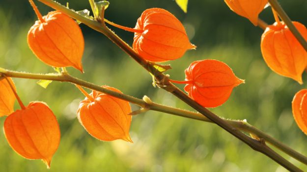 3 Unbelievable Ways That Ashwagandha Can Benefit Your Health