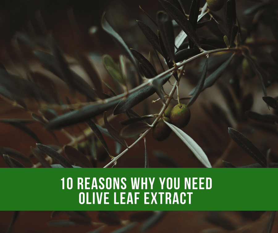 10 Reasons Why You Should Take Olive Leaf Extract For Best Health