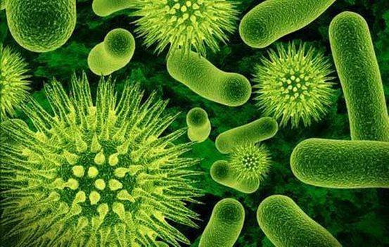 Gut Bacteria Could Be Responsible For Parkinson’s Disease