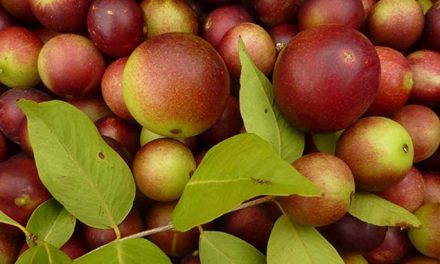 What is Camu Camu? And Why You Should Try This Superfruit For Good Health