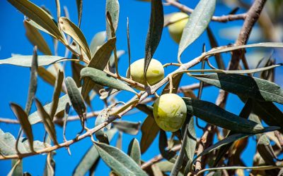 Unlocking the Wellness Potential: The Remarkable Benefits of Olive Leaf Extract