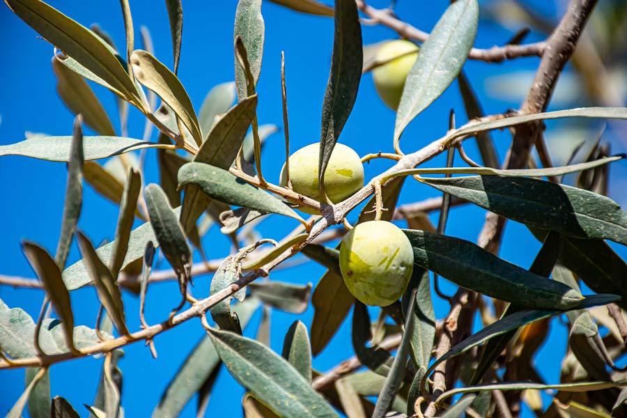 Unlocking the Wellness Potential: The Remarkable Benefits of Olive Leaf Extract