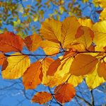 Embracing Autumn: Lessons to take from Summer