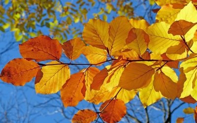 Embracing Autumn: Lessons to take from Summer