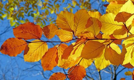 Embracing Autumn: Lessons to take from Summer