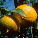 Citrus Bergamot: The Natural Cholesterol Balancer