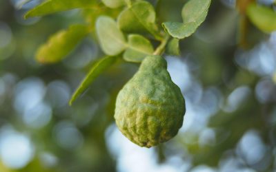 Citrus Bergamot: The Natural Cholesterol Balancer