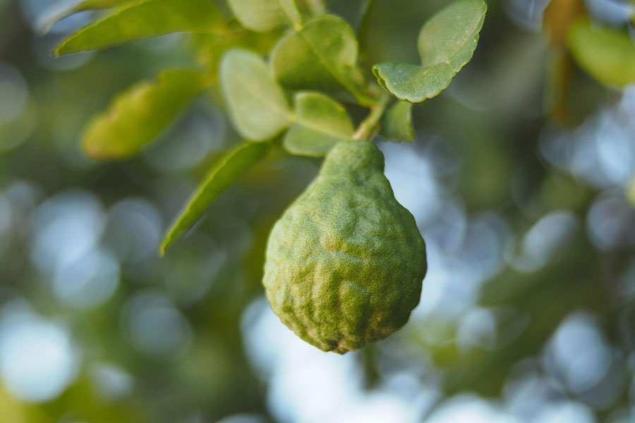 Citrus bergamot cholesterol