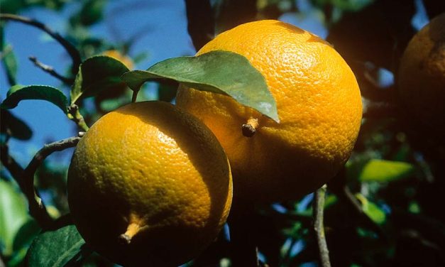 Citrus Bergamot: The Natural Cholesterol Balancer