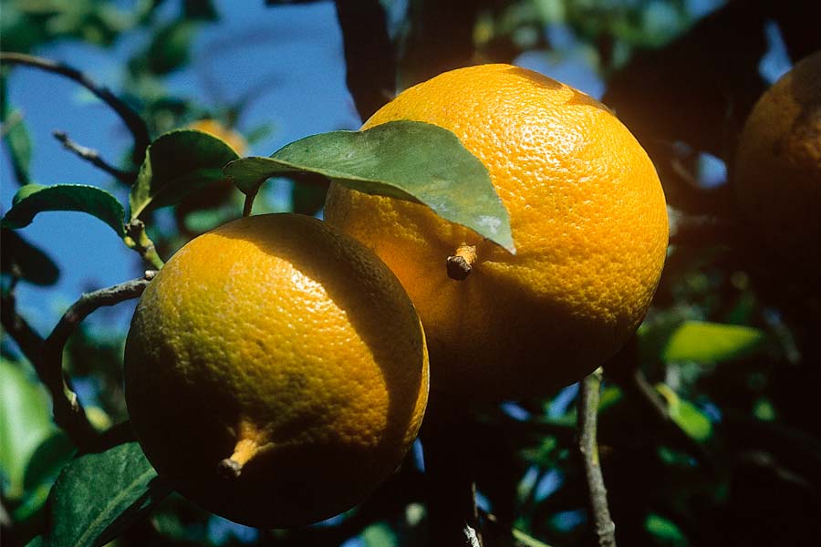 Citrus Bergamot: The Natural Cholesterol Balancer