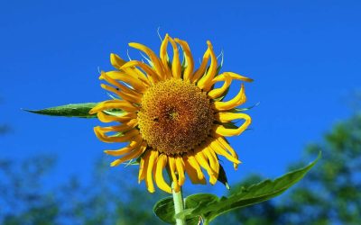 WEEK 28 (2025) – Are You Protecting Your Energy This Summer?