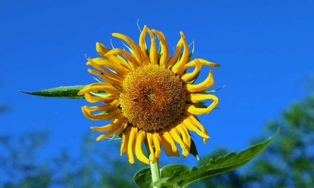 WEEK 28 (2025) – Are You Protecting Your Energy This Summer?