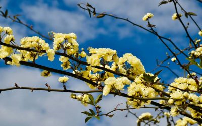 Why a Vitamin D Supplement Is Essential to Avoid a Winter Vitamin D Deficiency