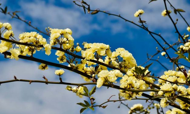 Why a Vitamin D Supplement Is Essential to Avoid a Winter Vitamin D Deficiency