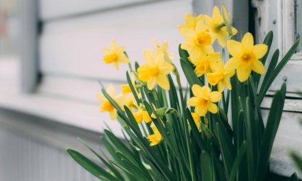 WEEK 10 (2026) – Why Some Health Information Is Getting Harder to Find