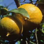 Bergamot Extract: A Deep Dive into the Calabrian Superfruit