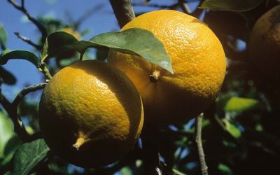 Bergamot Extract: A Deep Dive into the Calabrian Superfruit
