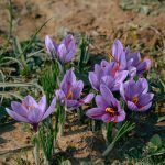 Can Saffron Improve Sleep by Supporting Gut Health?