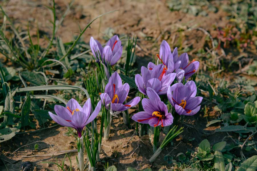 pexels-amjed-wani-1355393378-26610524-nhn-blog resized Saffron and sleep