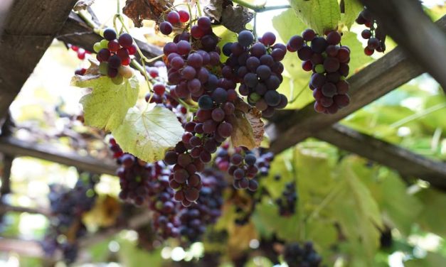 Resveratrol: Why Is It Suddenly So Popular?